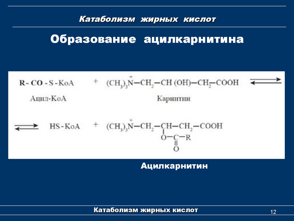 Образование кислот. Реакция образования ацил КОА. Образование ацилкарнитина. Катаболизм жирных кислот. Образование ацил карнитина.