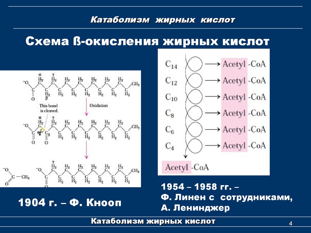 Кислоты схема. Катаболизм жирных кислот схема. Формулы жирных кислот биохимия. Жирные кислоты биохимия кислоты. Катаболизм жирных кислот.