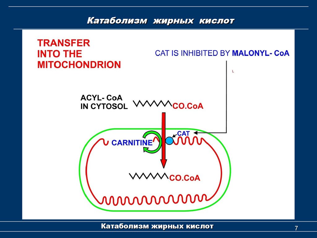 Схема катаболизма жиров