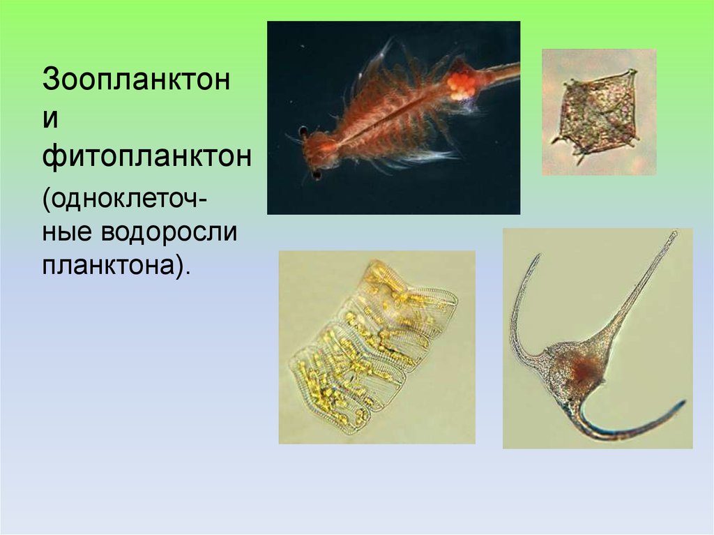 Фитопланктон образован. Зоопланктон и фитопланктон. Фитопланктон нанопланктон зоопланктон. Фитопланктон зоопланктон Бентус. Планктонные водоросли представители.