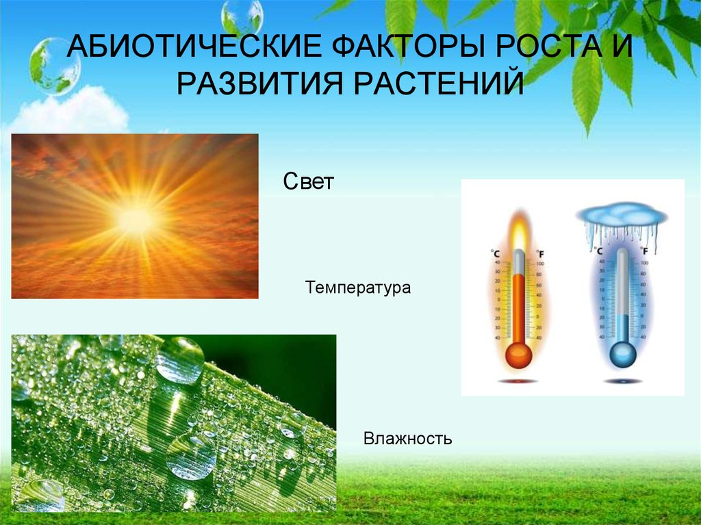Факторы среды вода влажность. Абиотические факторы. Температура для растений. Абиотические факторы растений. Факторы роста и развития растений.