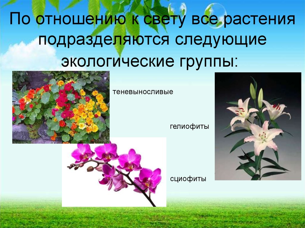 Какие цветы к отношениям. Растения по отношению к освещенности. Теневыносливые растения по отношению к свету. Группы комнатных растений по отношению к свету. Экологические группы растений по отношению к освещенности.