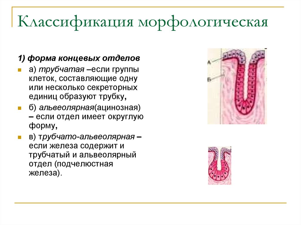 Эпителиальная секреторная ткань образует