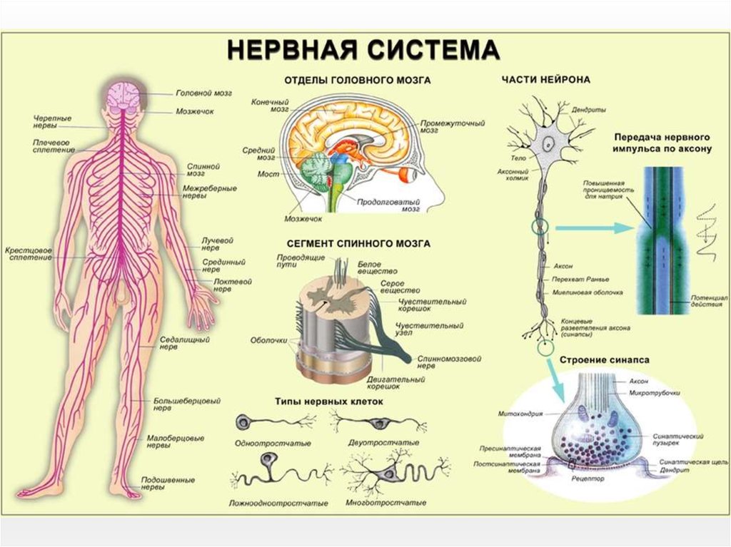 Общий план строения и функции нервной системы