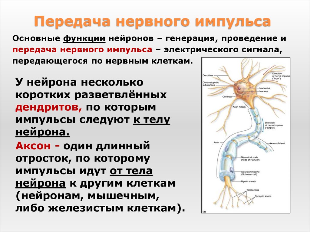 Короткий и сильно ветвится. Передача импульса от нейрона к нейрону. Передача немного ИИМПУЛЬСА. Строение и функции нервной системы. Пердачанервного импульса.
