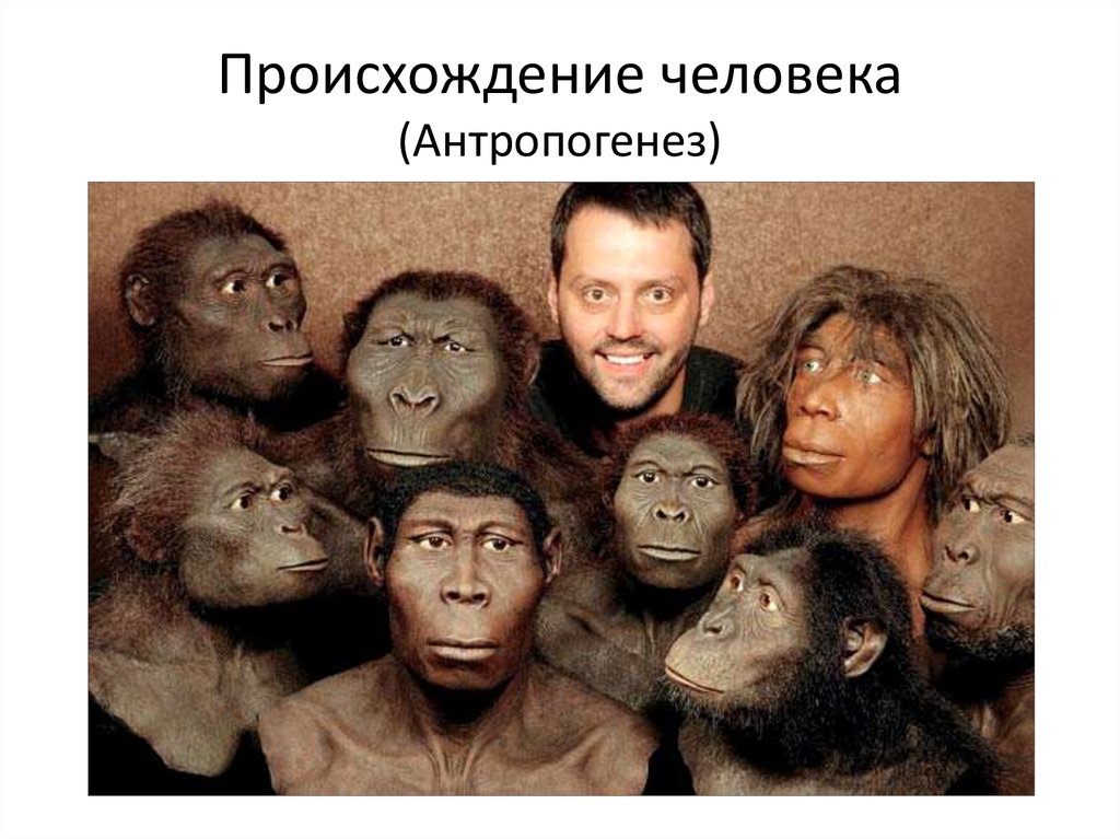 Реферат: Антропогенез приматов и человека