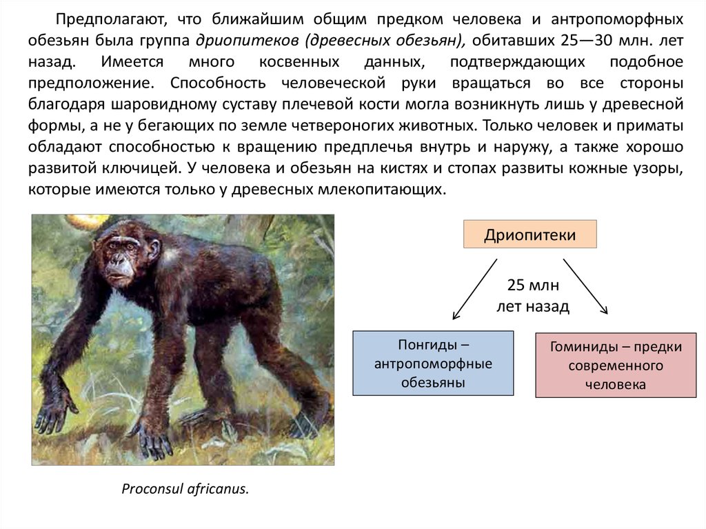 Предком современного человека является. Дриопитеки Эволюция. Общий предок человека и человекообразных обезьян. Ближайший общий предок человека и человекообразных обезьян. Гоминиды дриопитеки.
