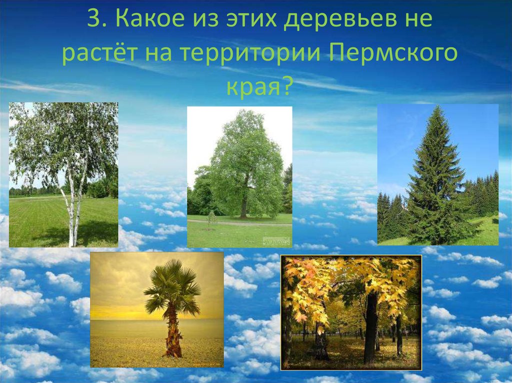 Росла какой вид. Деревья нашего края. Лиственные деревья Пермского края. Деревья нашего родного края. Деревья Пермского края названия.