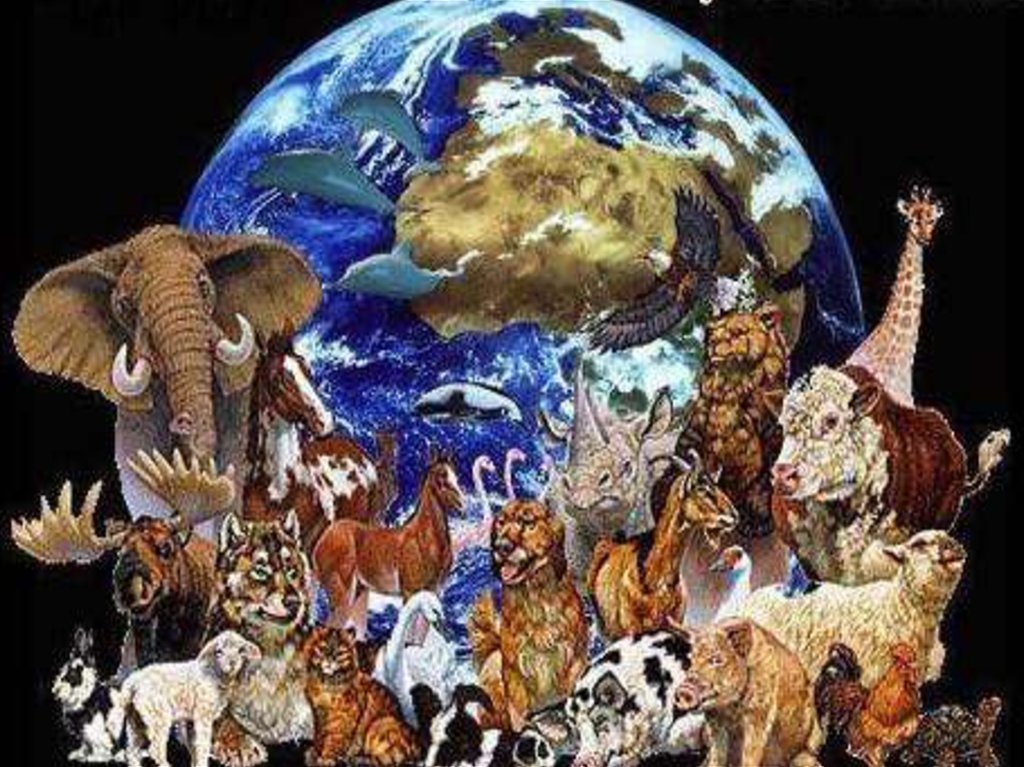 Картинки животный мир планеты