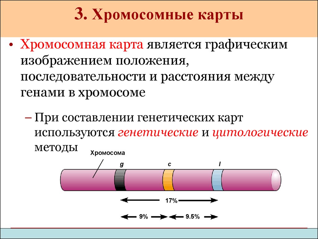 Цитологическая карта хромосом