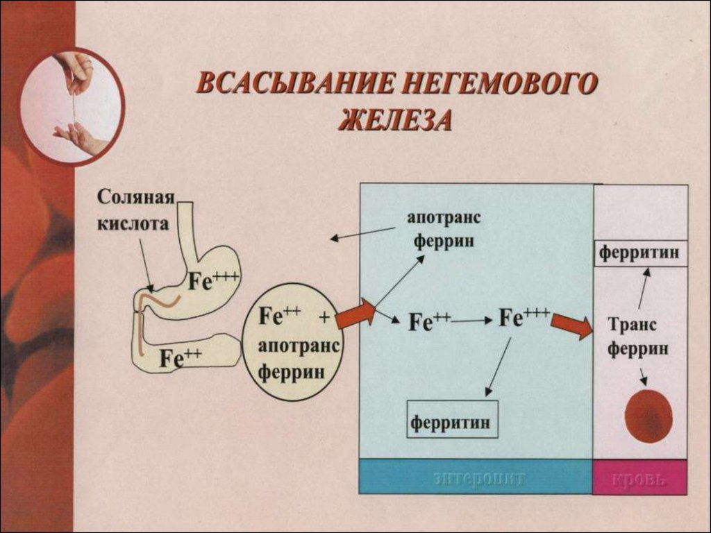 Схема всасывания железа