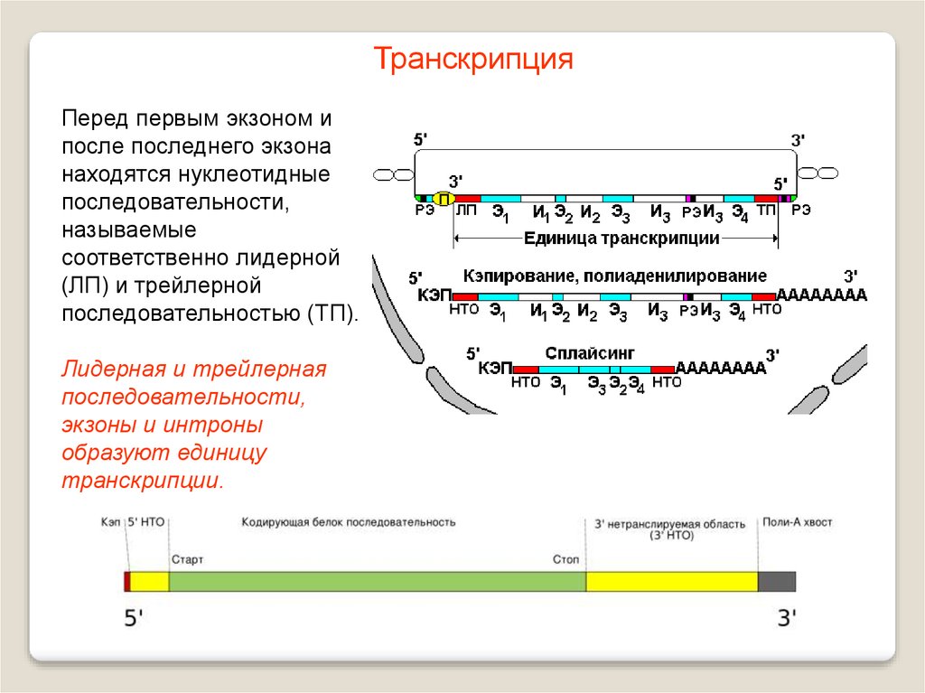 Транскрипция ирнк у эукариот последовательность. Лидерная и трейлерная последовательности. Транскрипция экзоны и интроны. Трейлерная последовательность. Последовательность транскрипции.