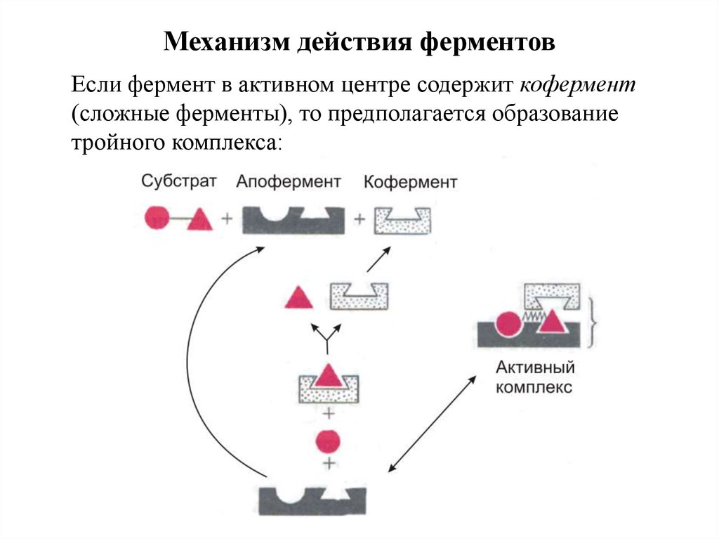 Этапы действия фермента