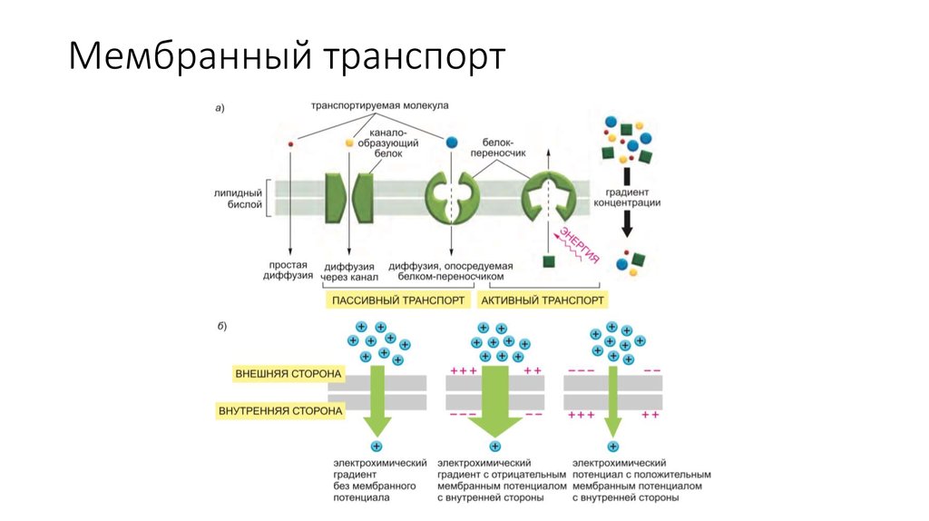 Схема мембранный транспорт