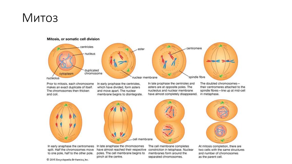 Митоз в картинках