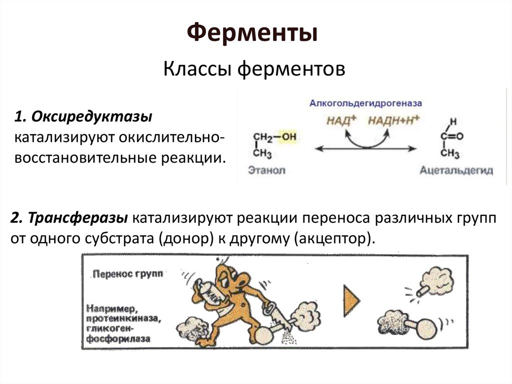 1 класс ферментов. Классификация основных окислительно-восстановительных ферментов.. Класс ферментов трансферазы катализируют реакции переноса. Оксиредуктазы классификация. Алкогольдегидрогеназа класс ферментов.