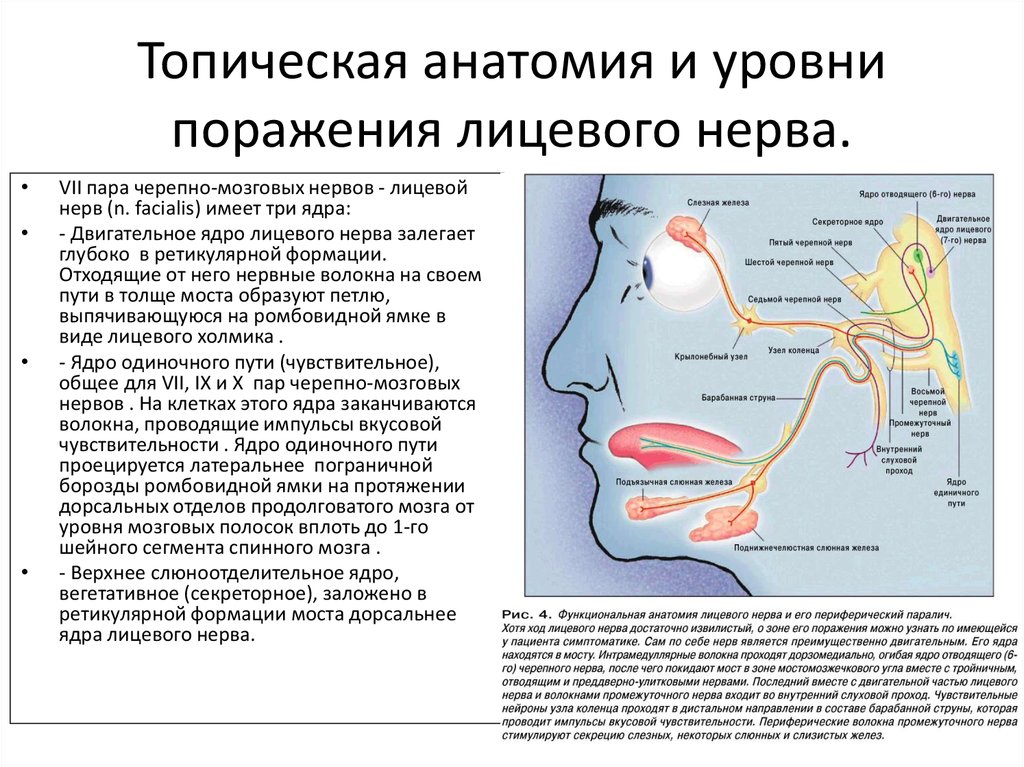 Лицевой нерв анатомия схема на лице