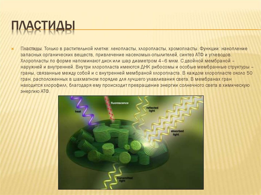 Какие пластиды накапливают запасной крахмал. Геном пластид. Функции хлоропластов в клетке. Функция хлоропластов в растительной клетке. Пластиды фото.