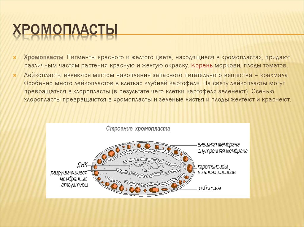 Хромопласты функции. Строение хромопласта томата. Хромопласты строение и функции рисунок. Структура клетки хромопласты. Хромопласты строение и функции.