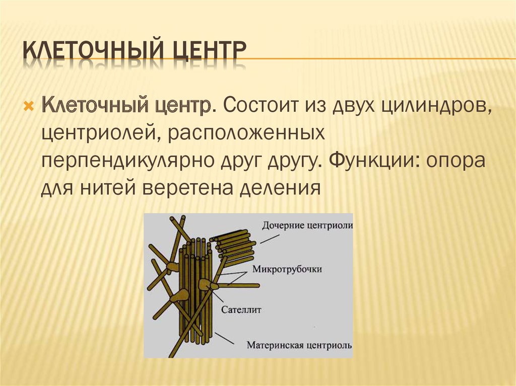 Из каких центров состоит