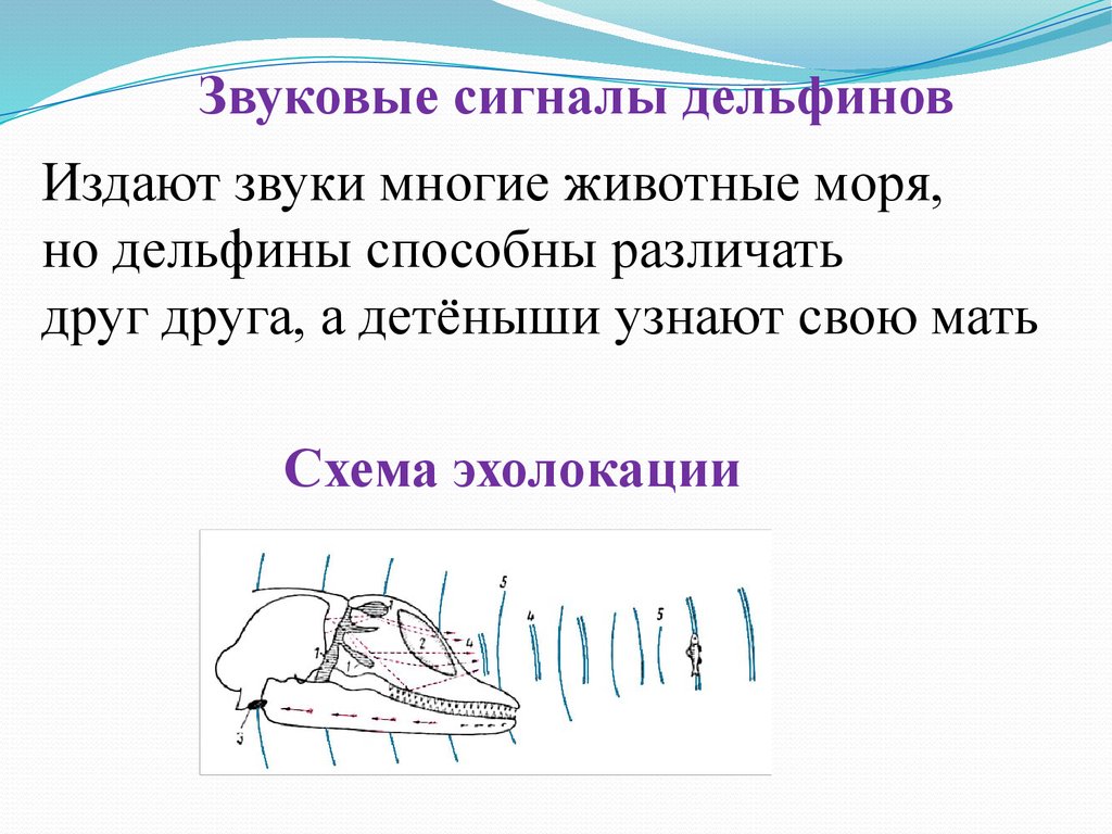 Дельфин издает звуки. Звуковые сигналы дельфинов. Эхолокация дельфинов. Как издают звуки дельфины. Дельфины ультразвук.