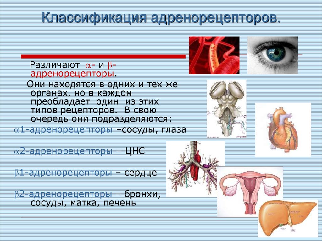 Они находятся. Классификация адренорецепторов. Классификация адренорецепторов и их локализация. Классификация адренергических рецепторов. Бета рецепторы в организме.