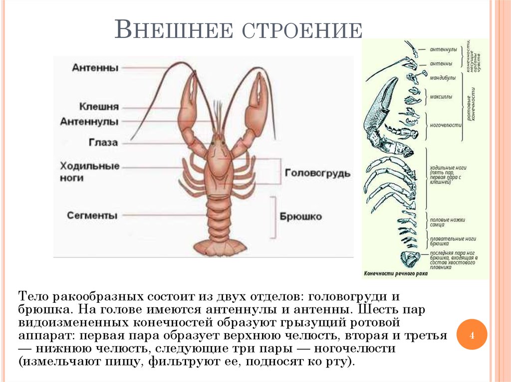 Наружный анатомия. Ракообразные строение антеннулы. Внешнее строение ракообразных. Строение ракообразных внешне. Внешнее строениераообразных.