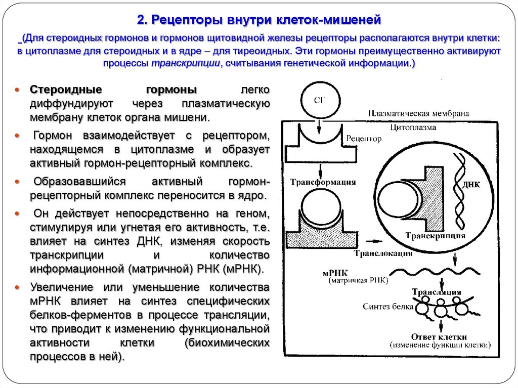 Схема действия стероидных гормонов