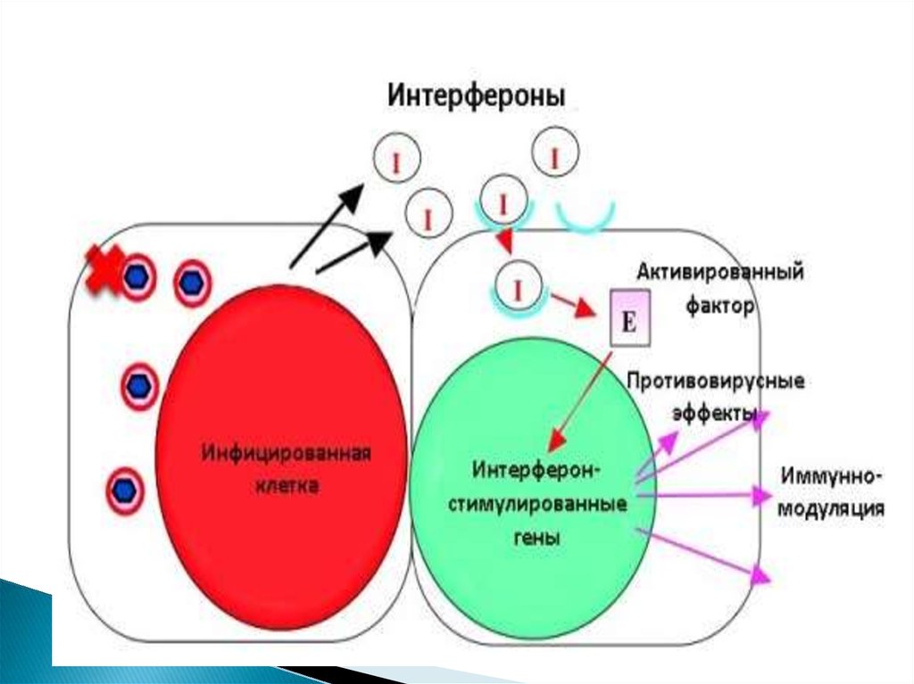 Интерферон это. Интерфероны механизм противоопухолевой защиты. Схема действия интерферонов. Механизм действия интерферона. Интерферон схема.