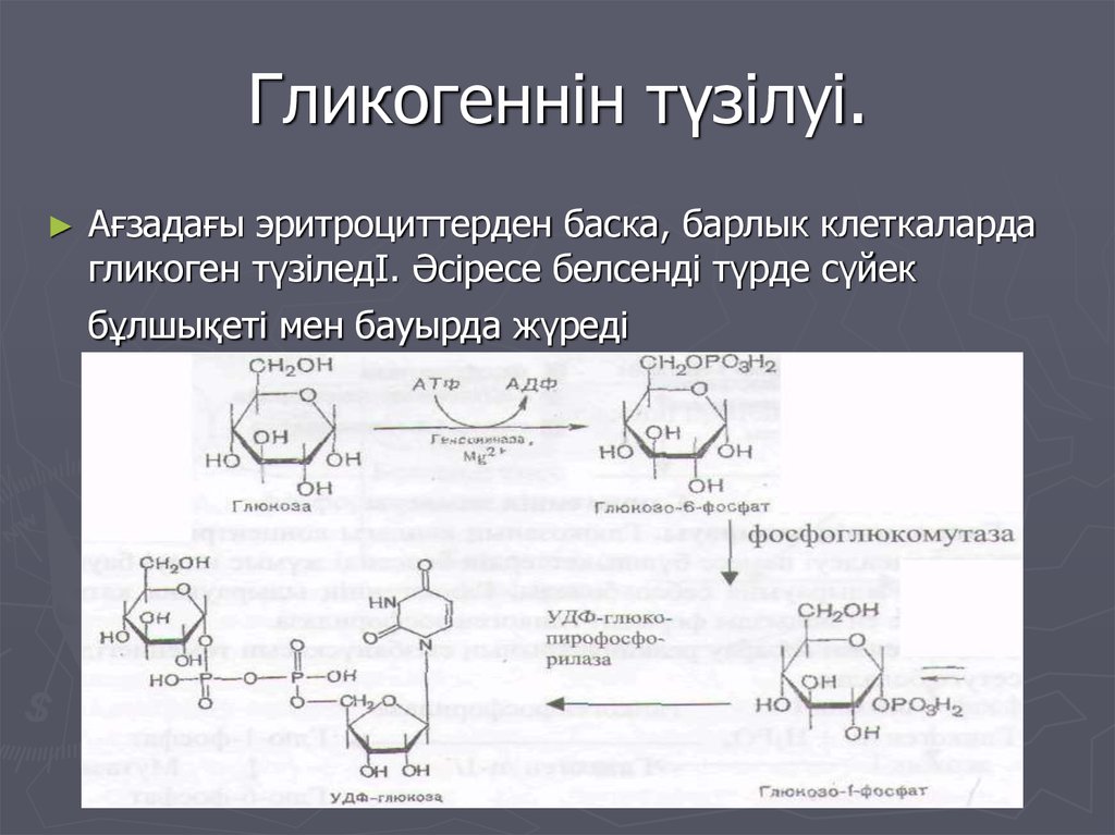 Гликогеннін тїзілуі.