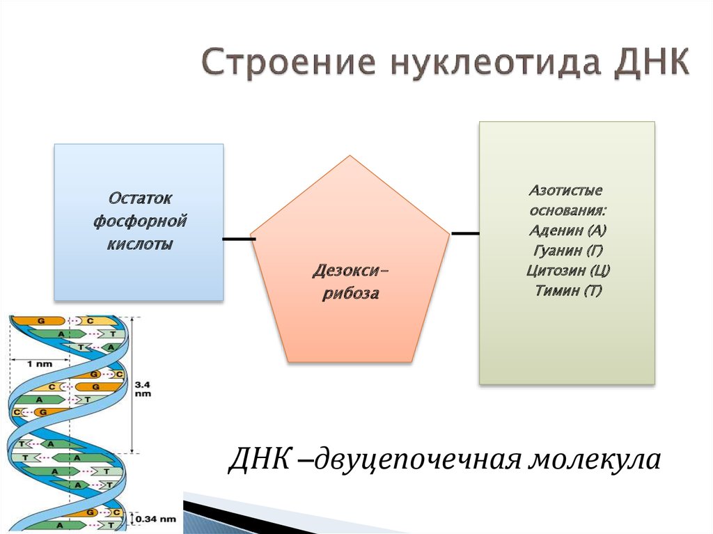 Схема строения нуклеотида днк