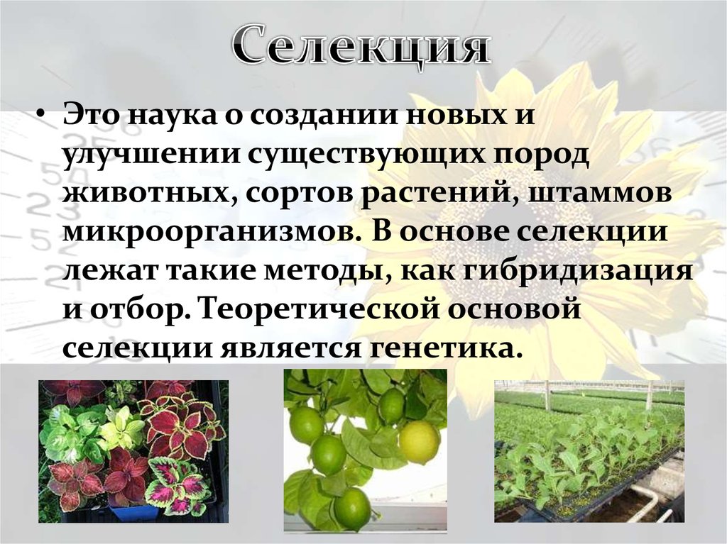 Основой селекции является. Селекция растений. Основы селекции. Сорта растений селекция. Методы селекции растений.