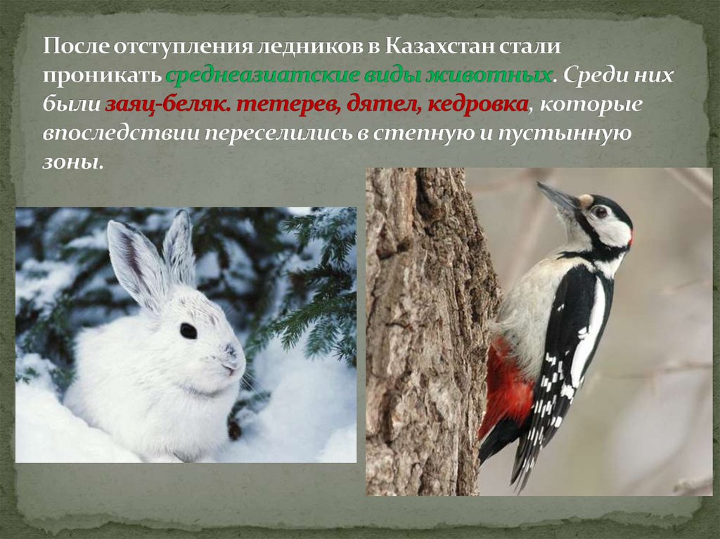 После отступления ледников в Казахстан стали проникать среднеазиатские виды животных. Среди них были заяц-беляк. тетерев, дятел, кедровка,