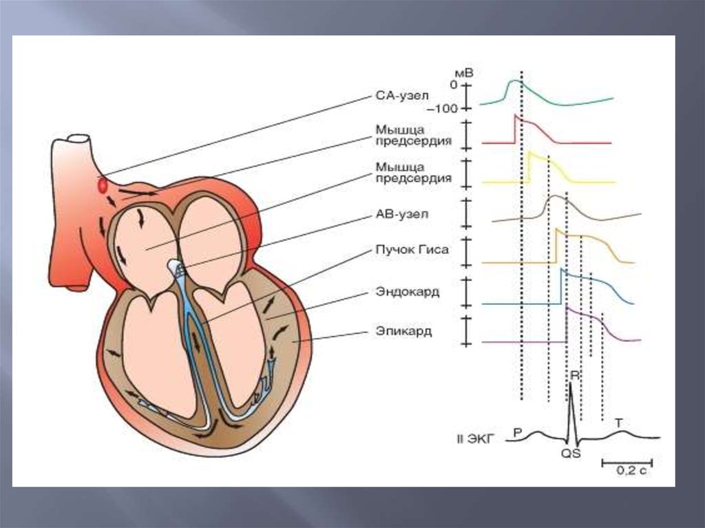 Проанализировав рисунок 2 объясните механизм автоматии сердца