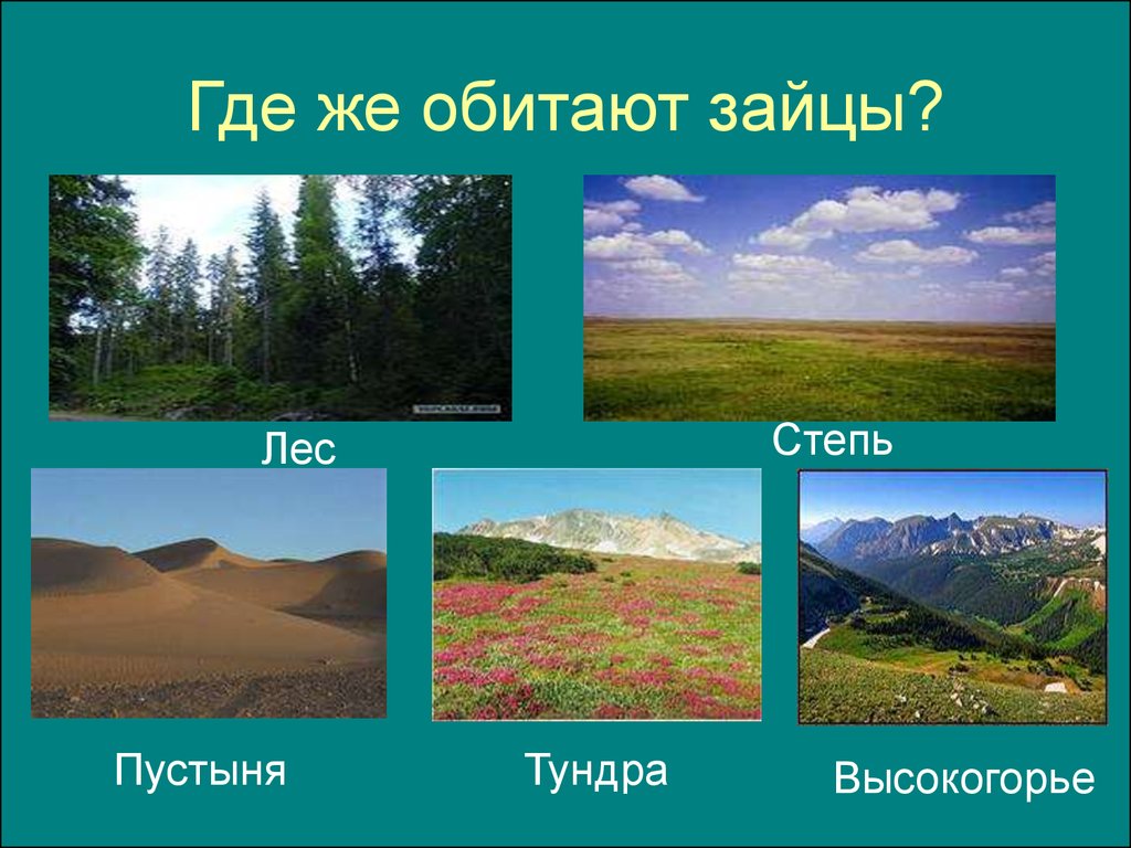 Лес тундра тайга степь. Тундра Тайга степь пустыня. Лес степь пустыня тундра Высокогорье. Тундра степь. Где обитают зайцы.