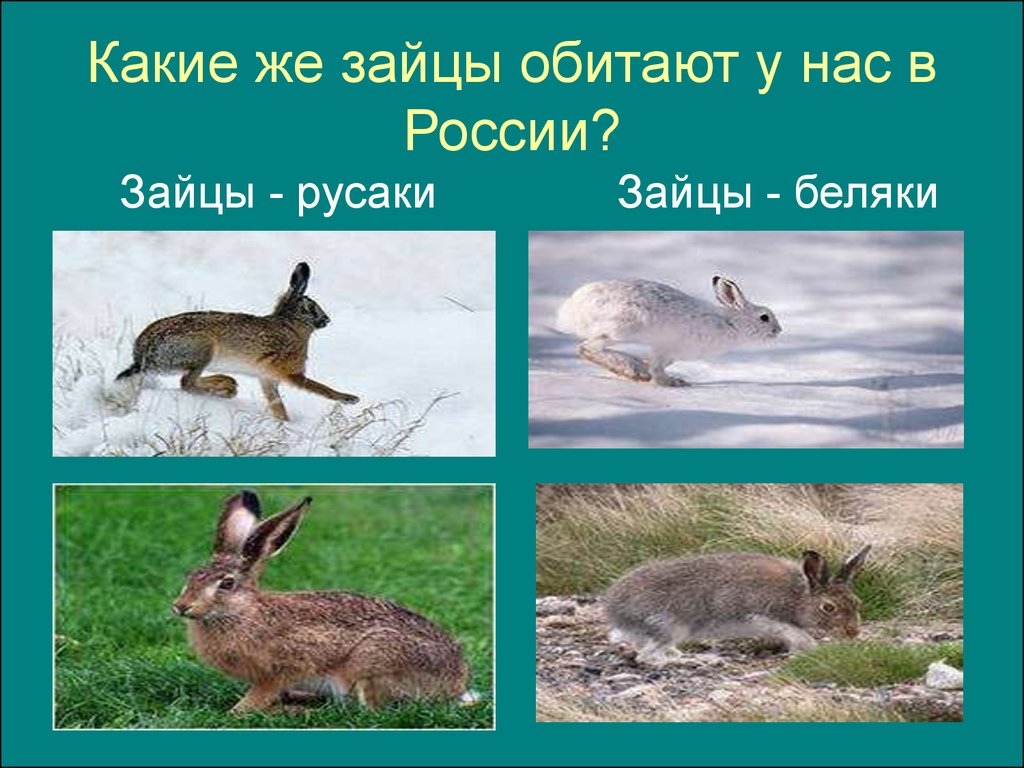 В какой природной зоне обитает заяц. Заяц для презентации. Зайцы обитающие в России. Заяц-Русак. Заяц Русак презентация.