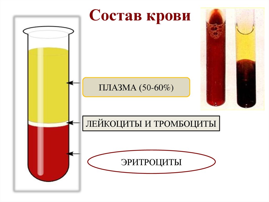 Плазма крови презентация