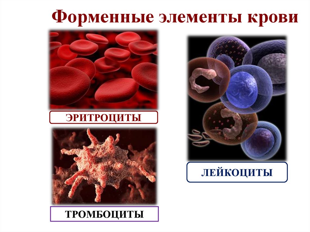 Назовите тип форменного элемента крови представленного на рисунке укажите численность этих клеток