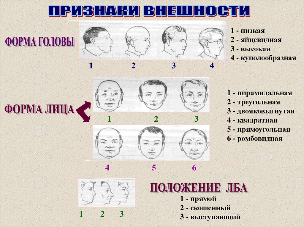 Описание внешнего облика