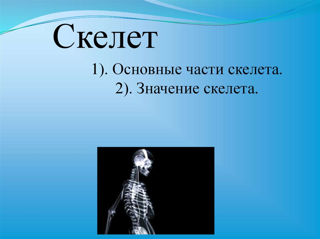 Значение скелета человека. Скелет для презентации. Слово скелет. Скелет текста. Значение скелета.