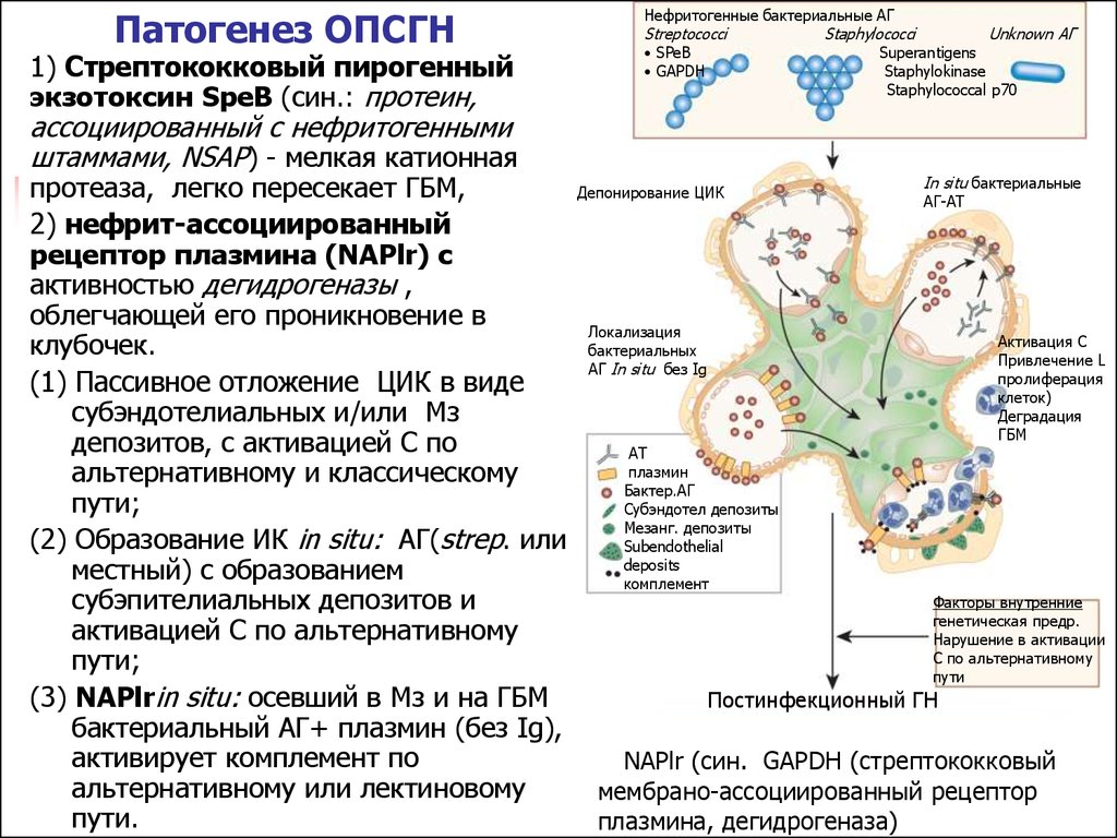 Постинфекционный гломерулонефрит