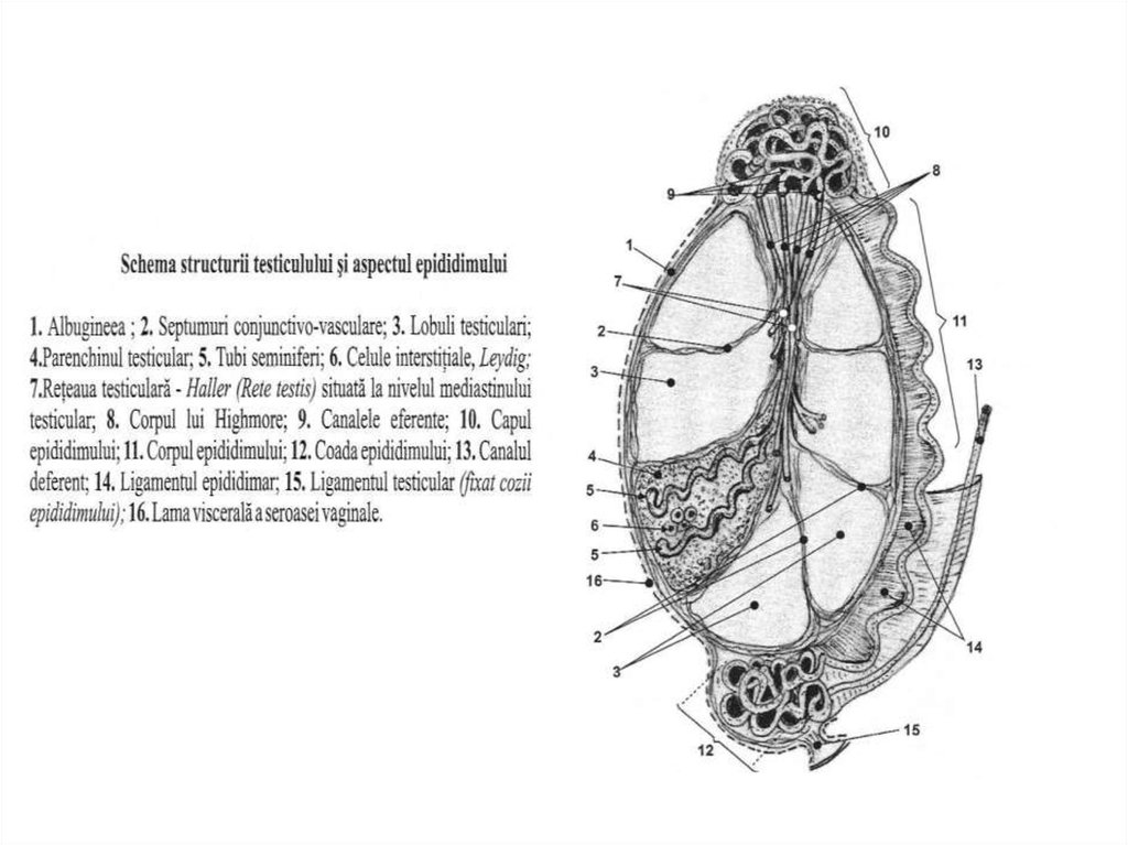 structura și aspectul penisului