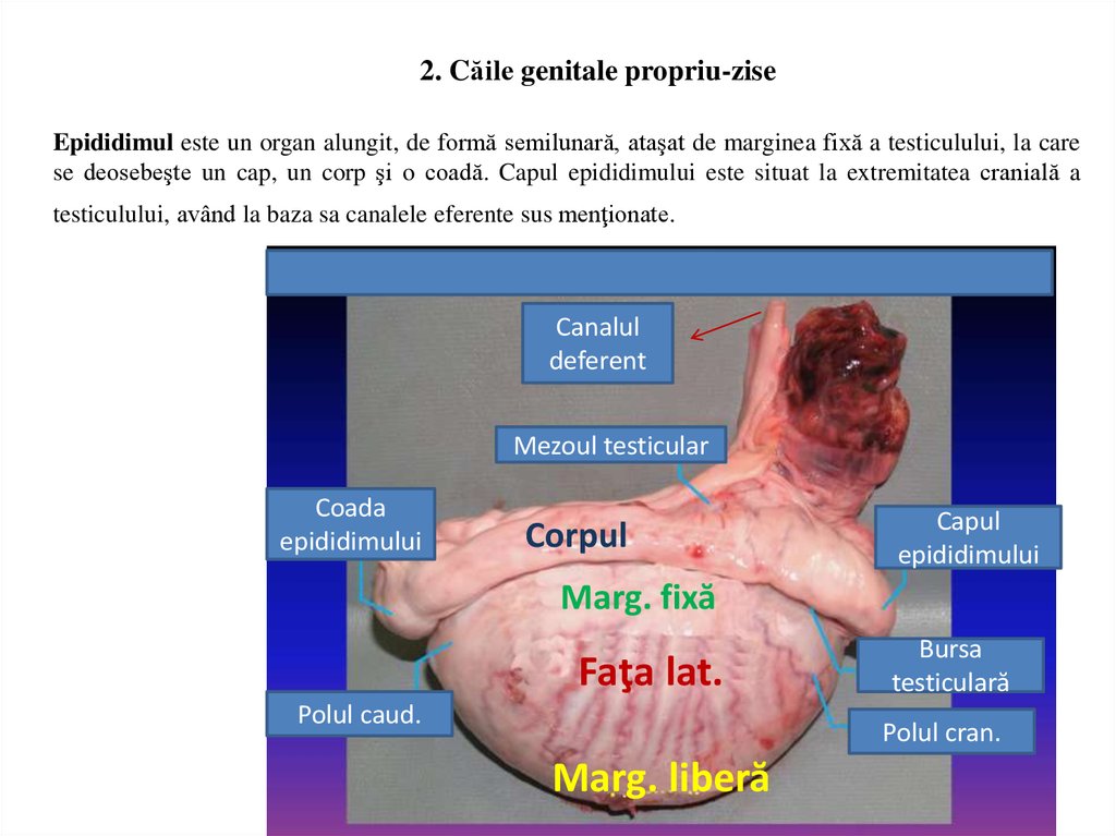 Faloplastia: marirea si ingrosarea penisului