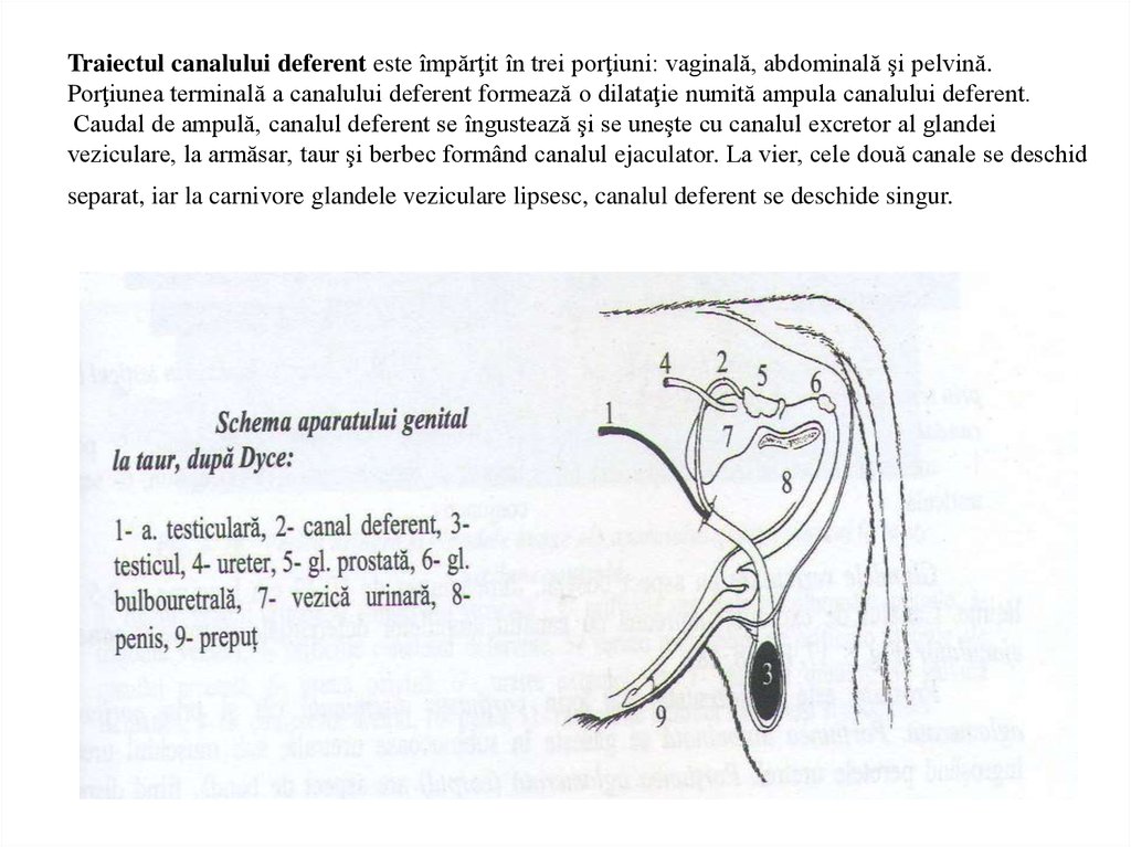 Penisul normal vs penisul anormal - dimensiuni, caracteristici, limite