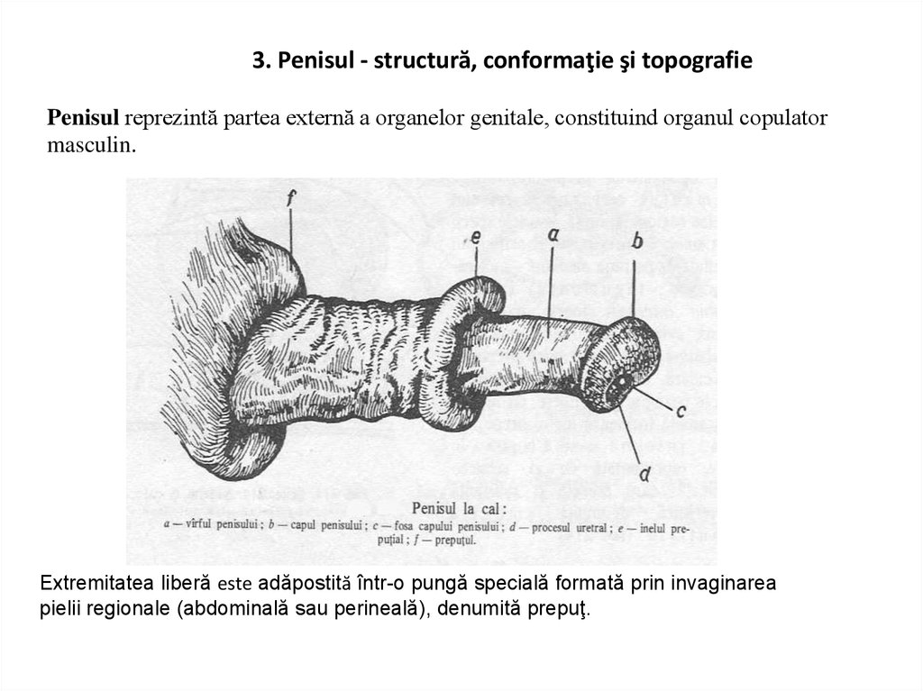 topografia penisului