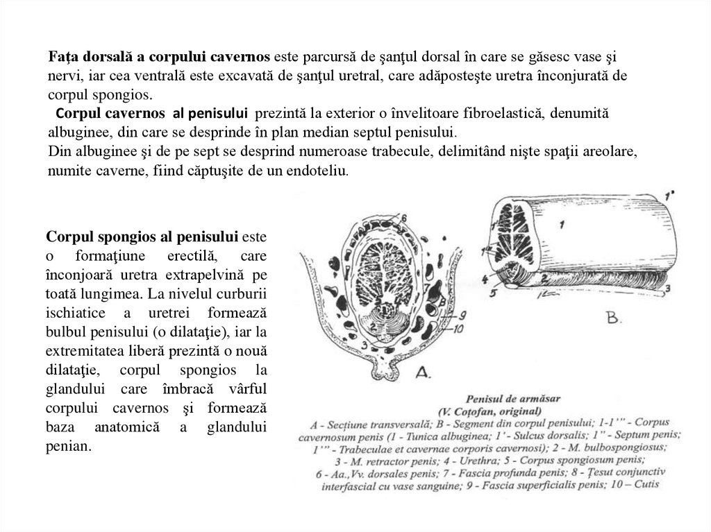 structura și aspectul penisului