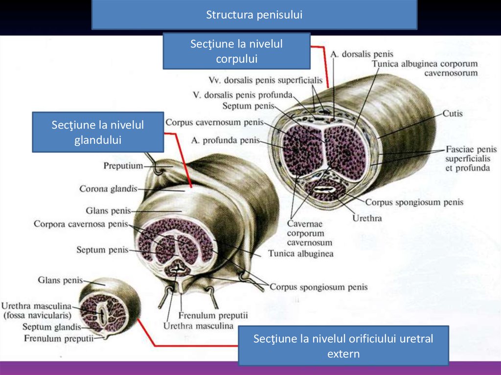 schema structurii penisului)