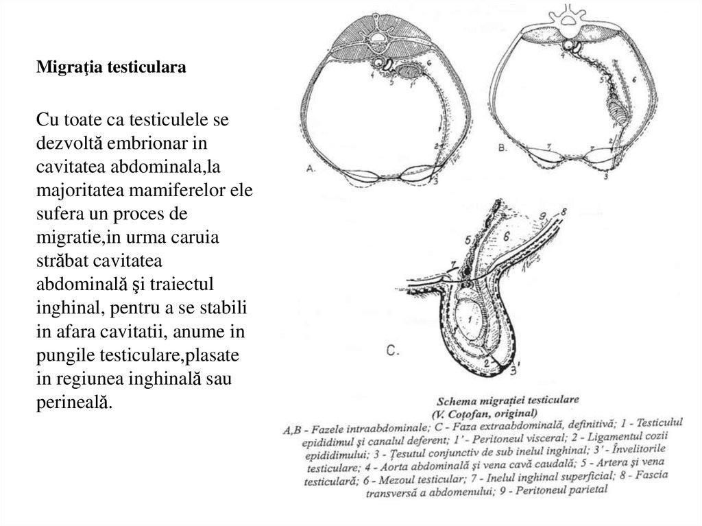 schema structurii penisului