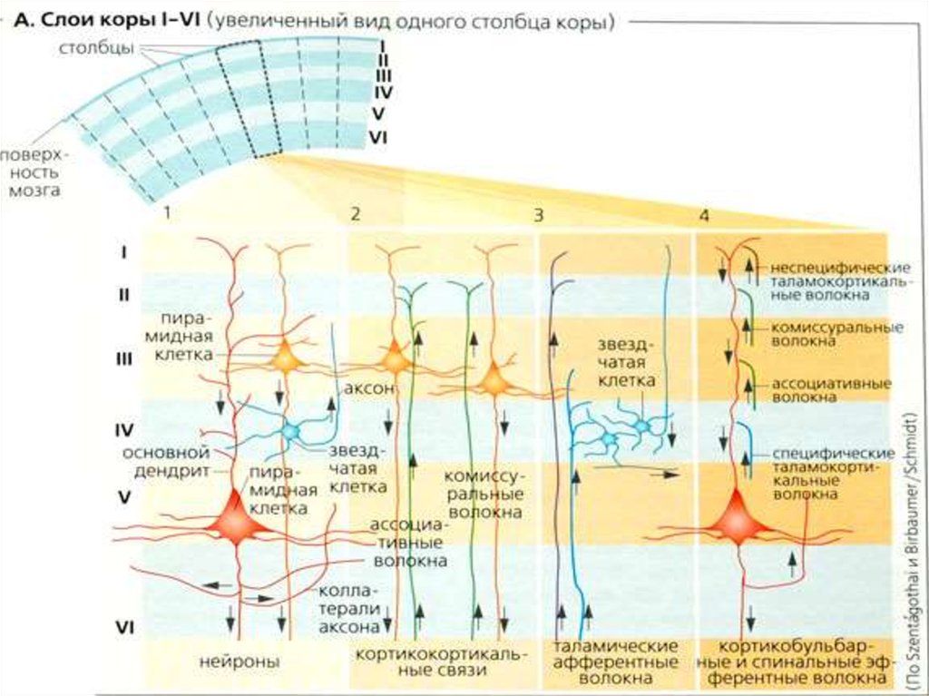Организация коры головного мозга. Клетки различных слоев коры головного мозга схема. Слои нейронов коры больших полушарий. Строение нейронов коры головного мозга.