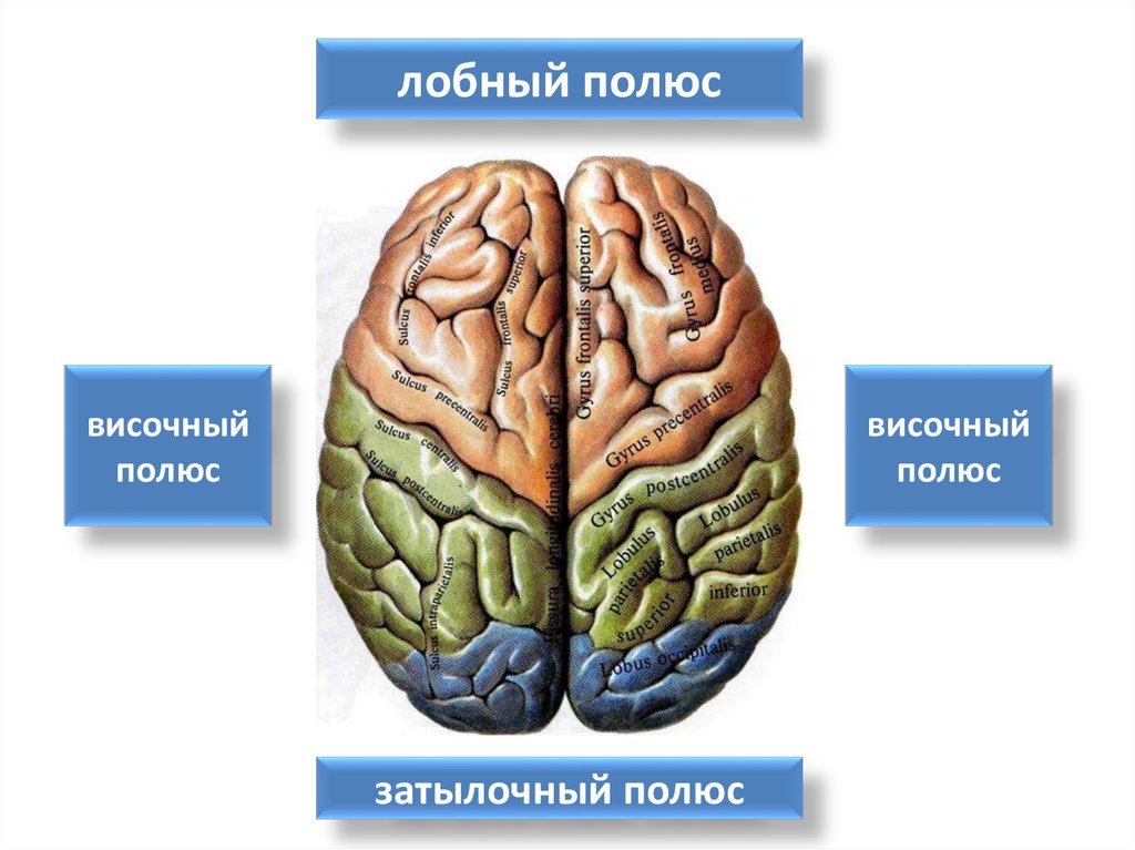 Конечный мозг фото